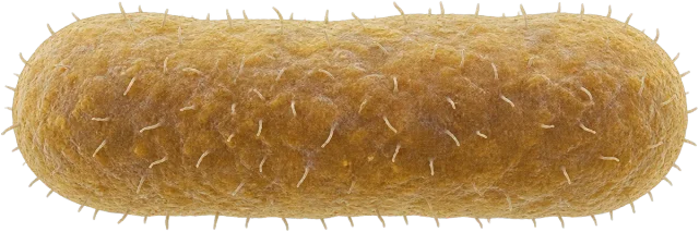Scale illustration of 2 µm bacterium, calibrated to its length measurement.