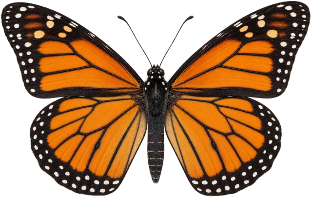 Scale illustration of Butterfly, calibrated to its wingspan measurement.