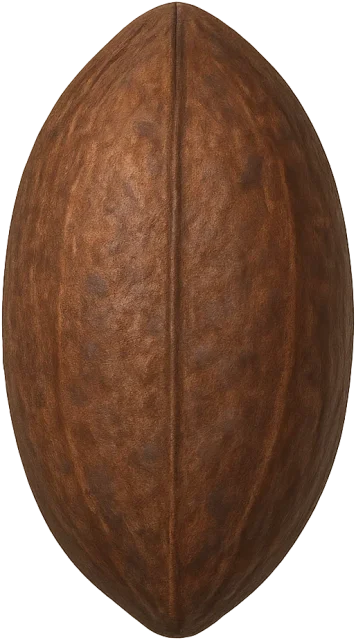 Scale illustration of Cacao bean, calibrated to its defined dry-bean length measurement.