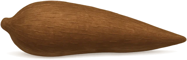 Scale illustration of Cassava root, calibrated to its defined whole-root length measurement.