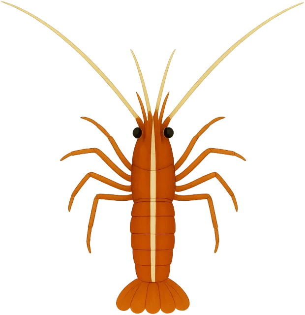Scale illustration of Cleaner shrimp, calibrated to its defined body length measurement.