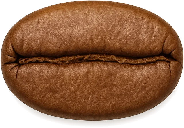 Scale illustration of Coffee bean, calibrated to its representative roasted-bean mass measurement.