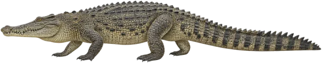 Scale illustration of Saltwater crocodile, calibrated to its length measurement.