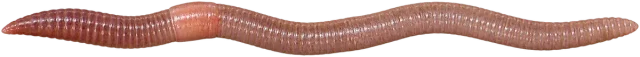 Scale illustration of Earthworm, calibrated to its body length measurement.