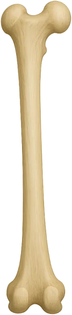 Scale illustration of Human femur, calibrated to its defined adult bone length measurement.