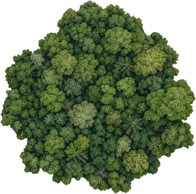 Scale illustration of 25 km² woodland, calibrated to its area measurement.