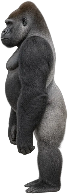 Scale illustration of Gorilla, calibrated to its height measurement.