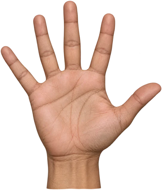 Scale illustration of Hand span, calibrated to its length measurement.