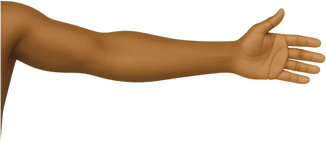 Scale illustration of Human arm, calibrated to its defined shoulder-to-fingertip length measurement.