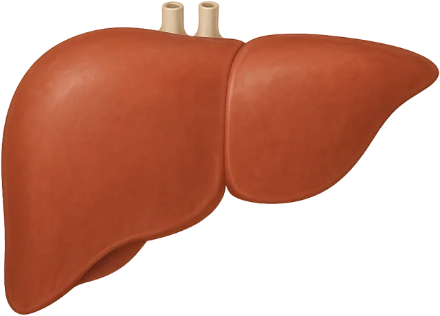 Scale illustration of Human liver, calibrated to its representative transverse width measurement.