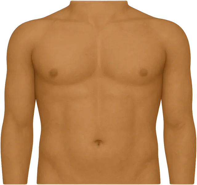 Scale illustration of Human torso, calibrated to its defined shoulder-to-hip height measurement.
