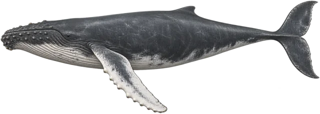 Scale illustration of Humpback whale, calibrated to its length measurement.