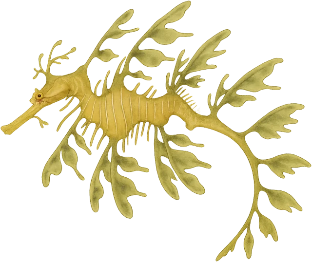Scale illustration of Leafy seadragon, calibrated to its representative total length measurement.