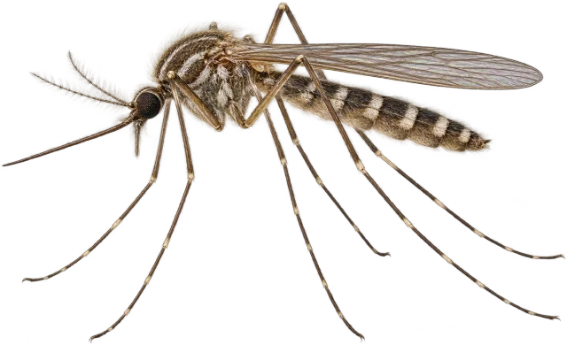 Scale illustration of Mosquito, calibrated to its length measurement.