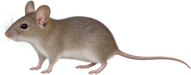 Scale illustration of Mouse, calibrated to its body length measurement.