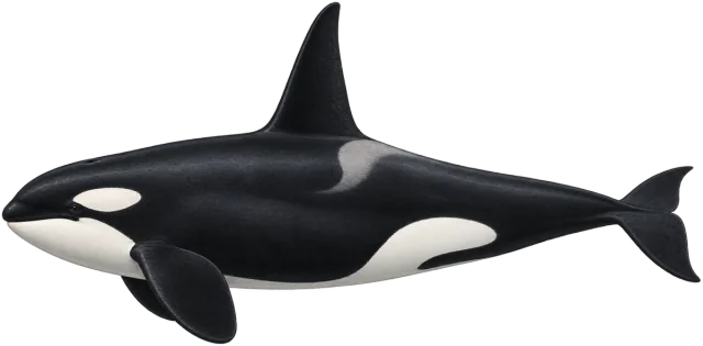 Scale illustration of Orca, calibrated to its length measurement.