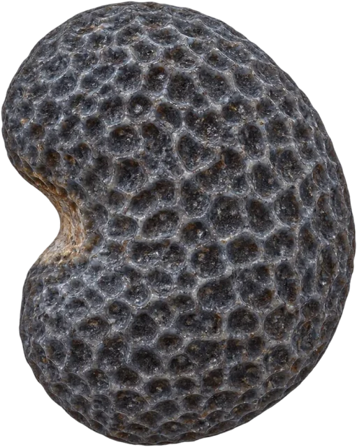 Scale illustration of Poppy seed, calibrated to its length measurement.