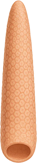 Scale illustration of Pyrosome colony, calibrated to its defined colony length measurement.