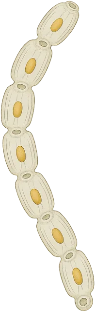 Scale illustration of Salp chain, calibrated to its defined extended chain length measurement.