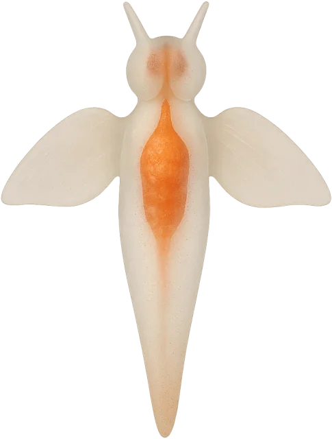 Scale illustration of Sea angel, calibrated to its defined body length measurement.
