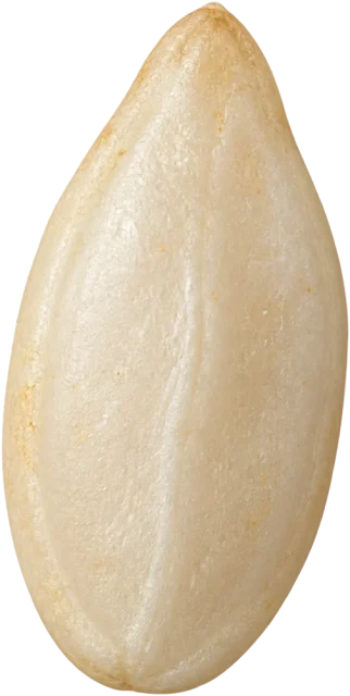Scale illustration of Sesame seed, calibrated to its length measurement.