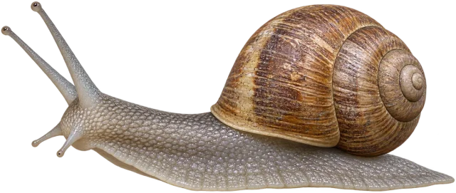 Scale illustration of Garden snail, calibrated to its shell length measurement.