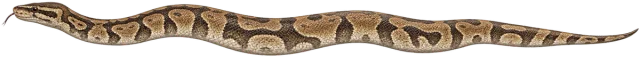 Scale illustration of Python, calibrated to its length measurement.