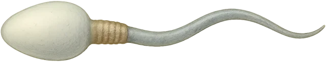 Scale illustration of Sperm cell, calibrated to its representative head-to-tail length measurement.