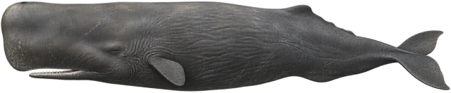 Scale illustration of Sperm whale, calibrated to its length measurement.
