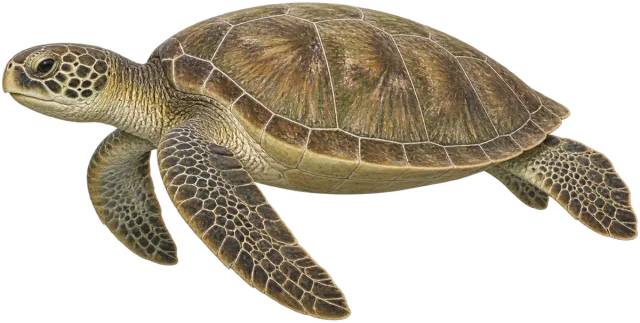 Scale illustration of Green sea turtle, calibrated to its carapace length measurement.