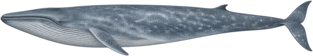 Scale illustration of Blue whale, calibrated to its nose-to-tail length measurement.