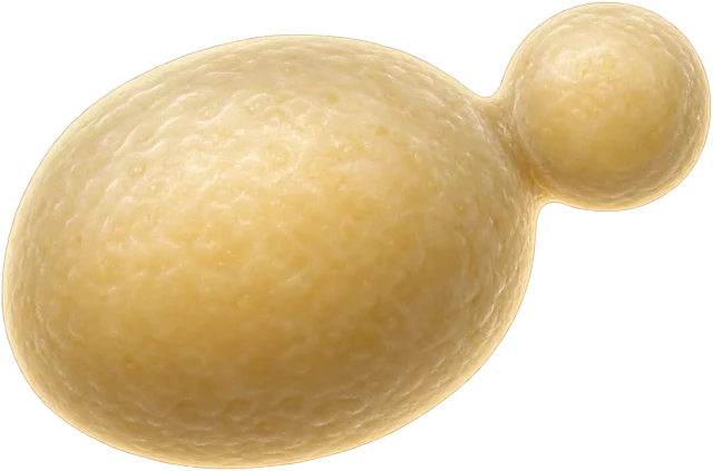 Scale illustration of Yeast cell, calibrated to its characteristic size measurement.